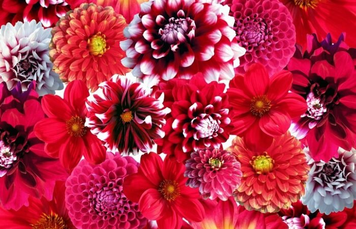 marketting,web design,graphic design